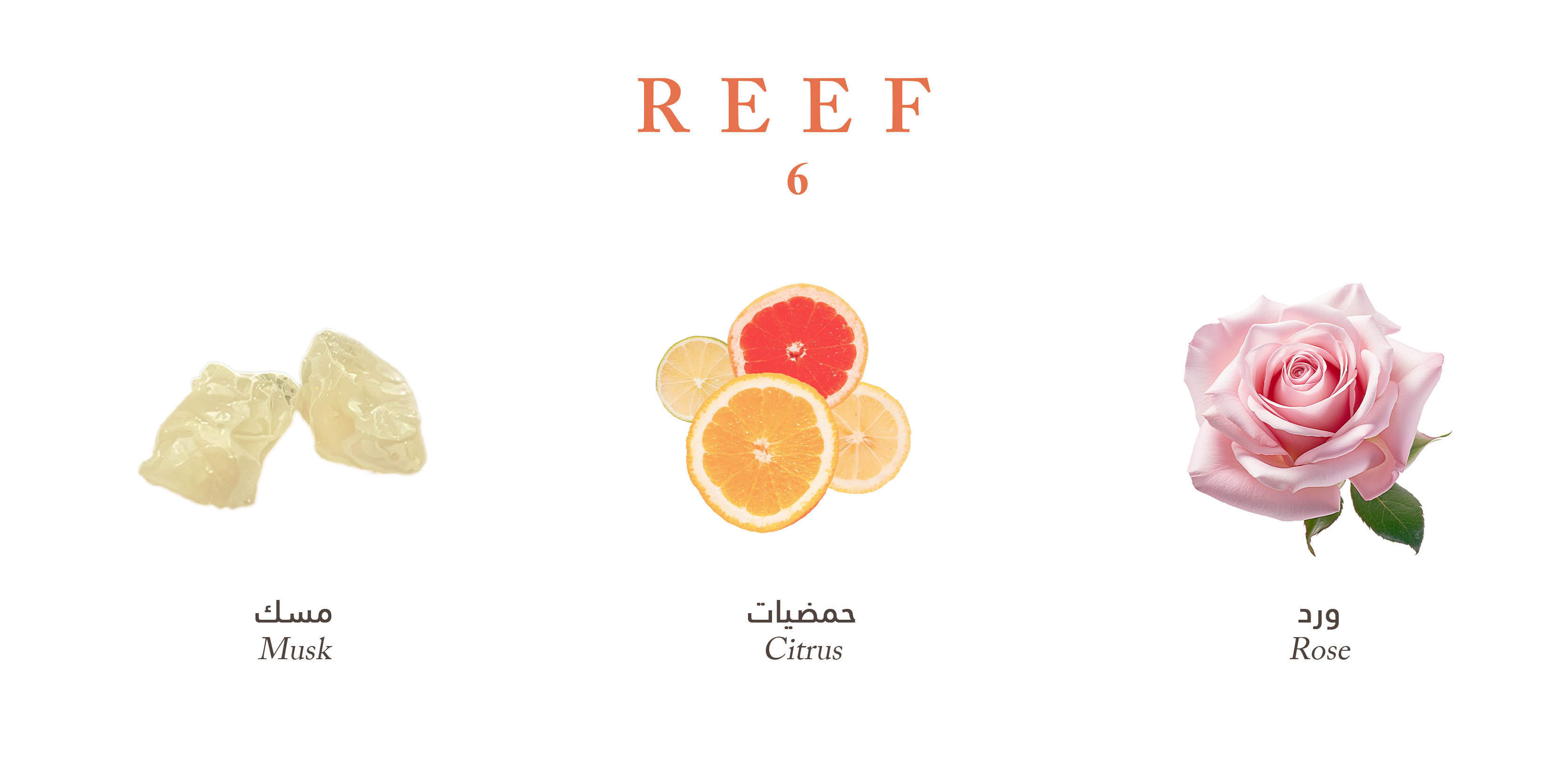 Reef 6 perfume